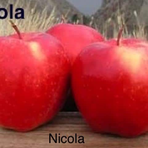 Apples-fresh