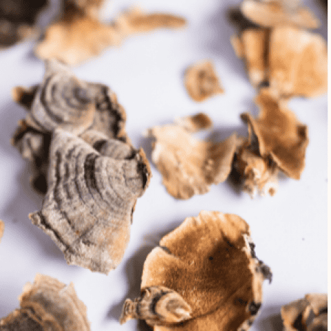 Turkey Tail